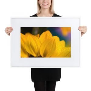 Matte Paper Framed Poster With Mat, flower series 25