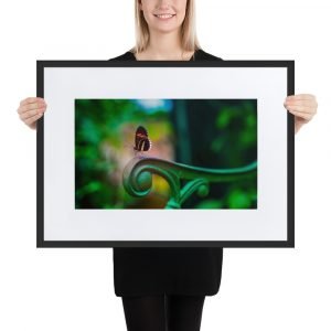 Matte Paper Framed Poster With Mat, Butterly series 24
